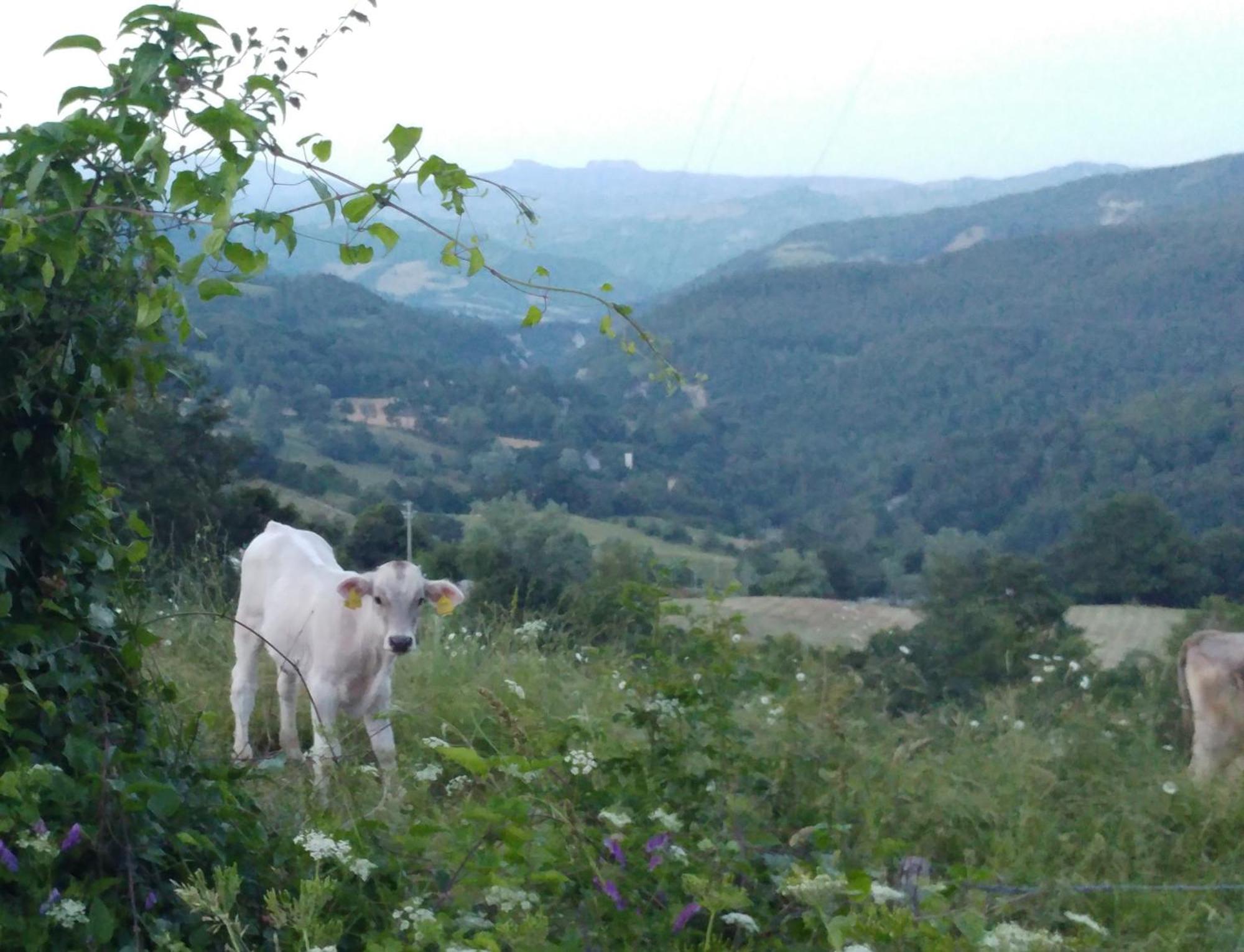 Fattoria Di Arsicci Villa Caprile  Dış mekan fotoğraf